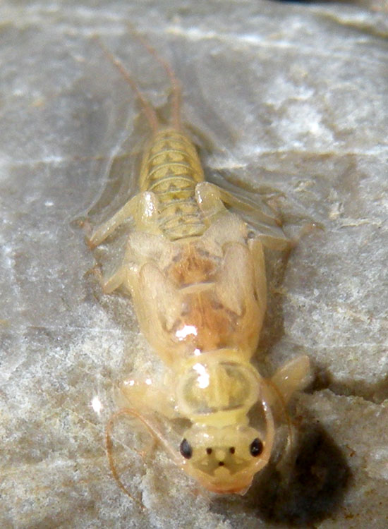 Sotto i sassi del fiume Secchia: larve di Ephemeroptera e Plecoptera